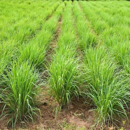 Lemongrass plantation